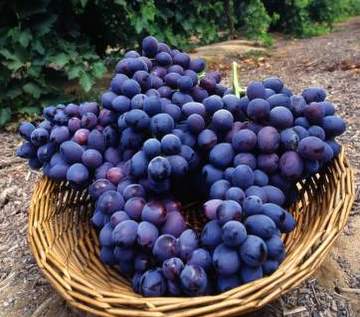 January- Make your own grape vines for free, take cuttings now.